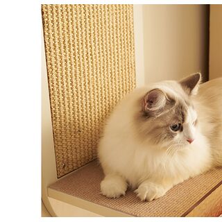 CatS Design Kletterwand groe Katzen stabil Wandliege