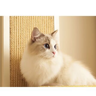 CatS Design Kletterwand groe Katzen stabil Wandliege Links